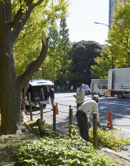 枝が折れたイチョウ＝7日午後、東京・明治神宮外苑