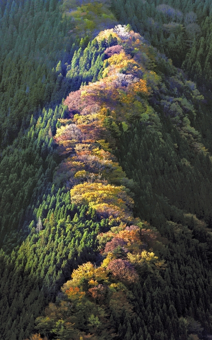 見頃を迎えたナメゴ谷の紅葉（12日、奈良県上北山村で）＝大久保忠司撮影