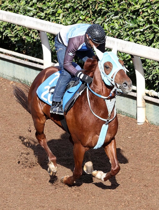 坂路を単走で追い切るメイショウブレゲ