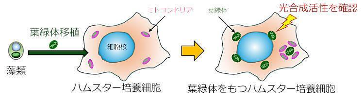 葉緑体を移植した動物細胞の作製イメージ。取り込んだ葉緑体の光合成活性を確認する必要がある（東京大学の松永教授提供）