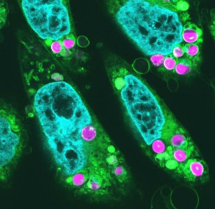 紅藻のシゾンから取り出した葉緑体（赤紫）を移植したハムスター由来の細胞（東京大学の松永幸大教授提供）