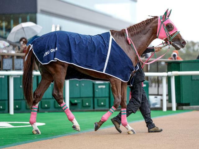 待望の重賞タイトル狙うオメガギネスは5枠8番(撮影：下野雄規)