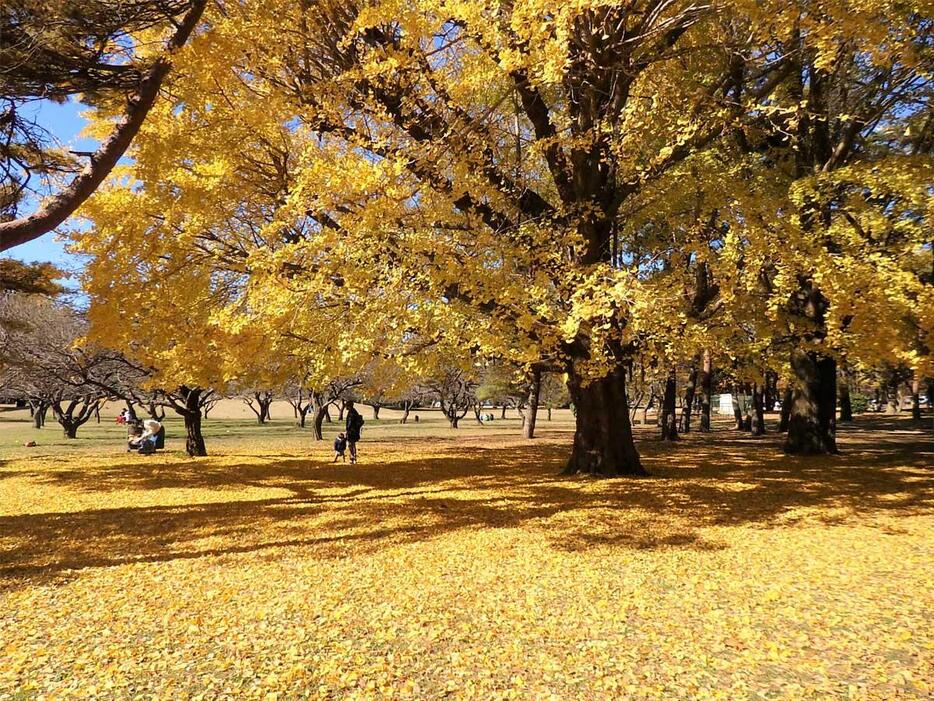 秋の風物詩・都立野川公園イチョウの黄色いじゅうたん、過去の様子