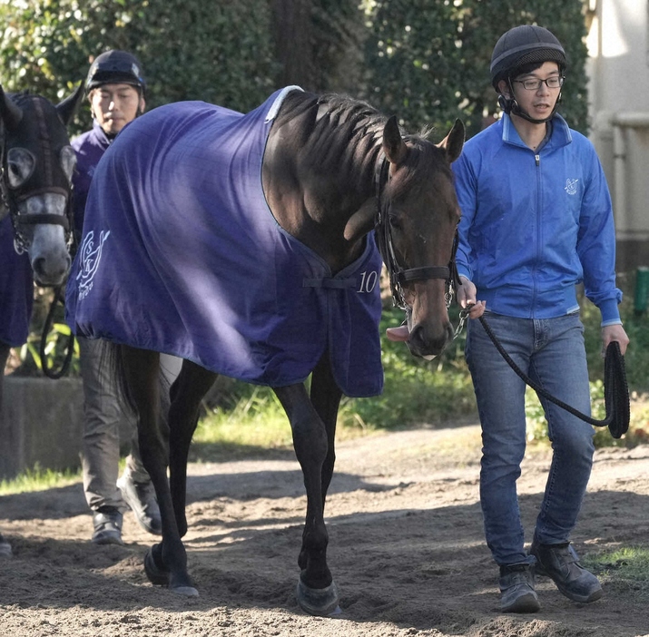 厩舎周りで運動するサリエラ（撮影・郡司修）