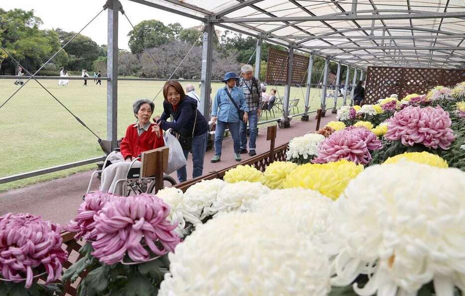 京都府立植物園で行われている菊花展を楽しむ人々＝11月5日、京都市左京区（職業体験の中学生撮影）