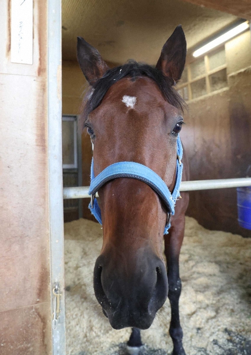 JBCスプリント制覇から一夜明け馬房でリラックスするタガノビューティー