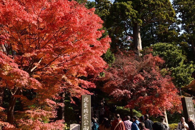 円覚寺総門前の紅葉