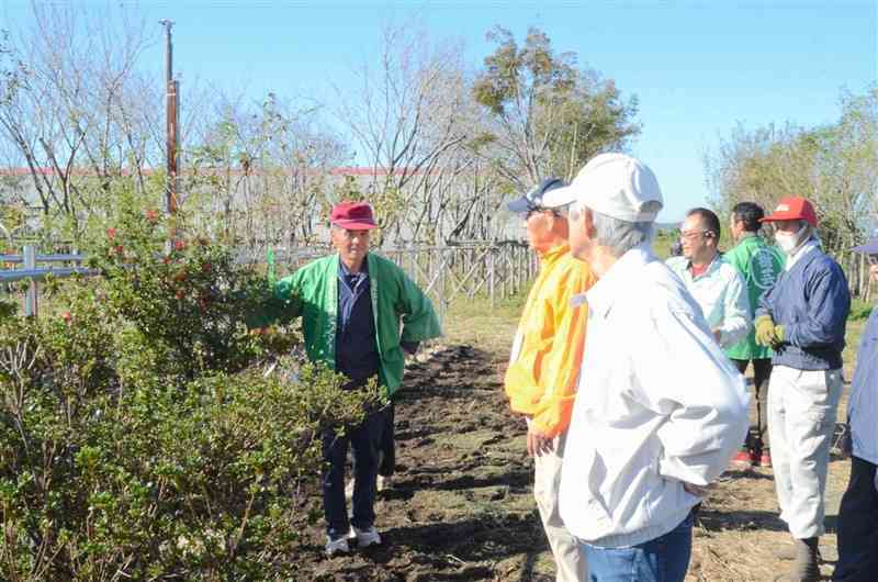 庭木や果樹など700点が並んだ植木競り市＝7日、菊陽町