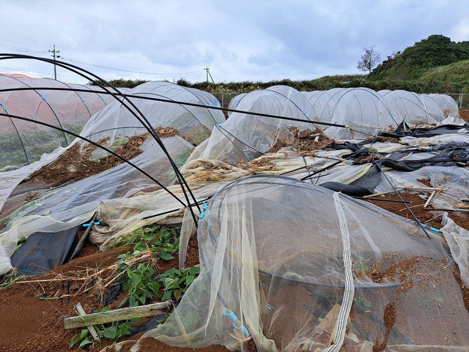 大雨による与論町の農業被害額は8千万円を超え、さらに増える見通し（施設自体にも被害が及んだインゲン＝与論町提供）