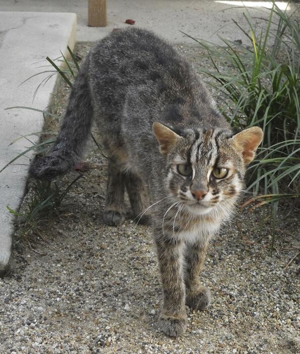 京都市動物園のメスのツシマヤマネコ「さすな」＝8月（京都市動物園提供）