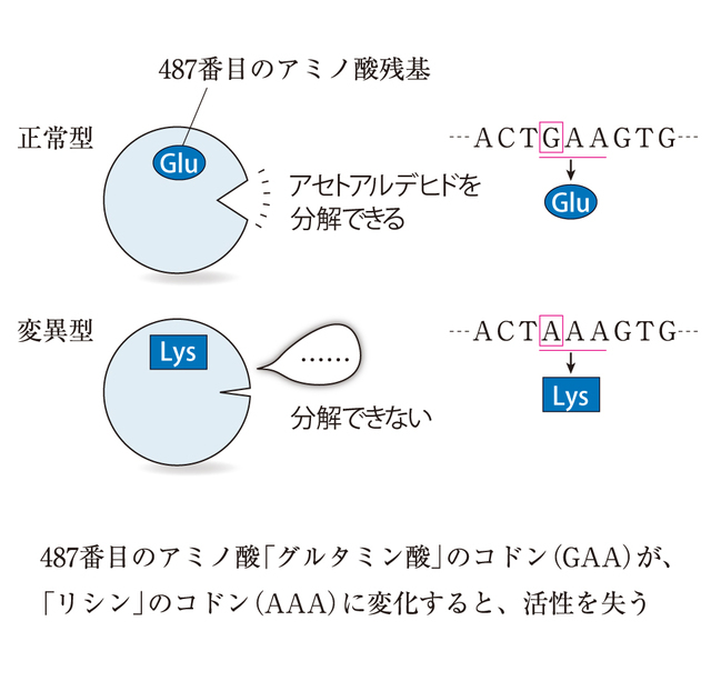 ALDH2遺伝子のSNP