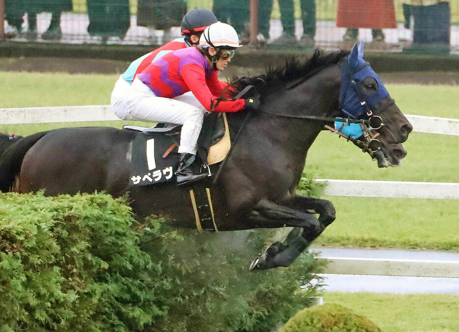 秋陽ジャンプＳを制したサペラヴィ（手前、カメラ・荒牧　徹）