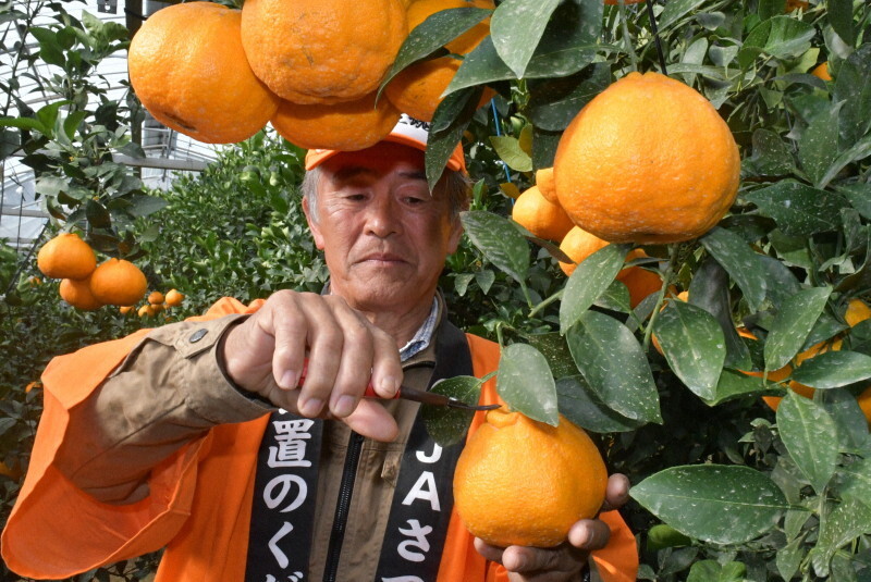 鈴なりの大将季を収穫する上和田憲生さん＝鹿児島県日置市東市来町養母で2024年11月28日午前10時11分、梅山崇撮影