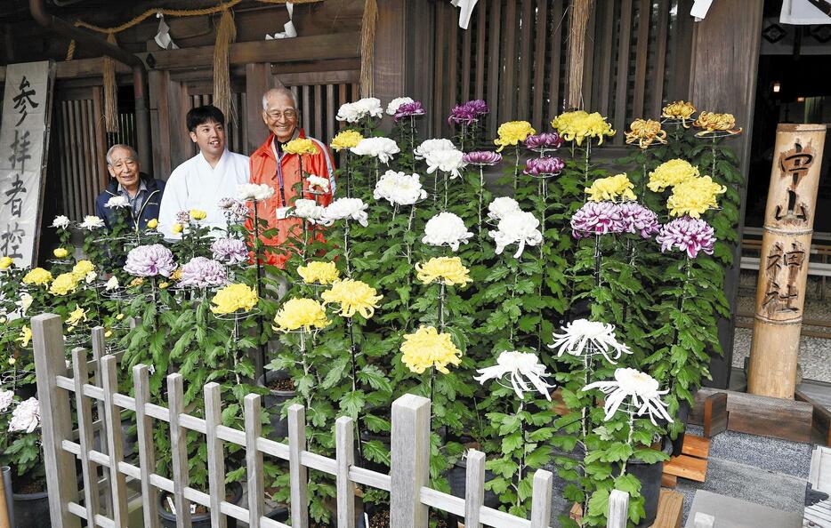 本殿前に展示された色とりどりの菊