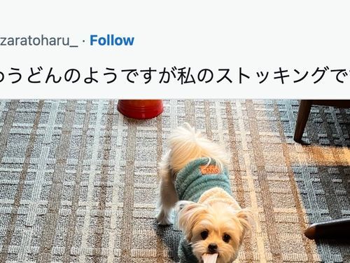 犬と飼い主の攻防戦