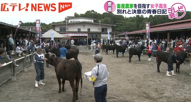 三次家畜市場で開かれた第１００回広島県畜産共進会の様子