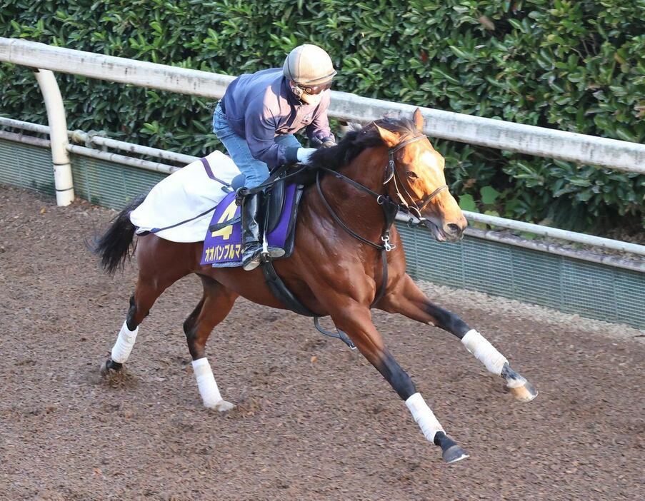 オオバンブルマイ＝栗東トレセン（撮影・安部光翁）