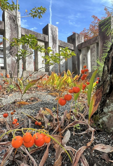 八剣神社の鳥居脇で色付いたスズランの実＝諏訪市小和田