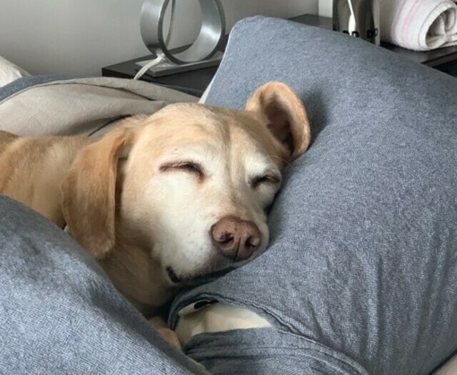 飼い犬のオレオには禁止しても、なかなか心を開かないアロイのお願いは聞いてあげたのだそう。写真提供:高倉はるか