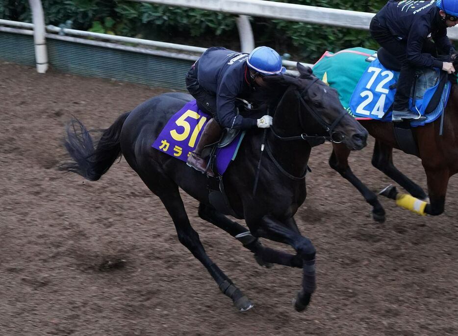 カラテ＝栗東トレセン（撮影・岩川晋也）