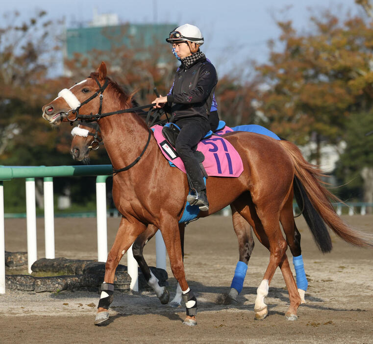 調教に向かうルージュナリッシュ（撮影・柴田隆二）