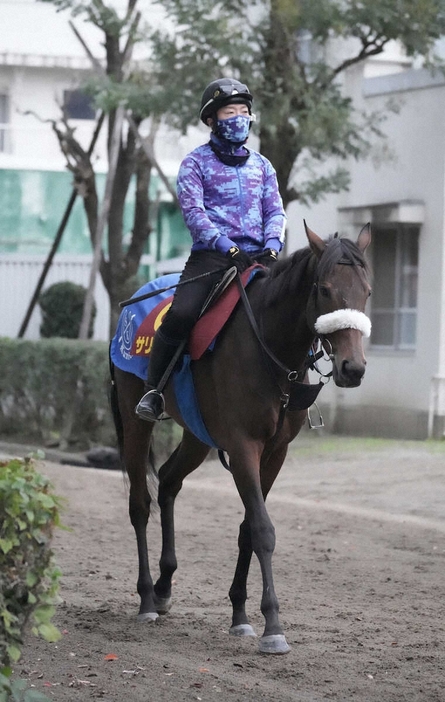 厩舎周りで運動するサリエラ（撮影・郡司　修）