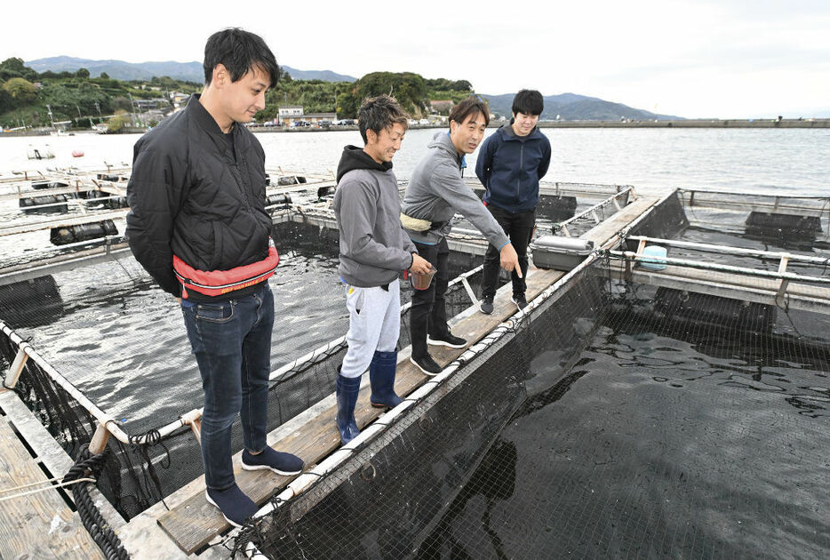 ハイブリッド魚の成育状況を確認する関係者＝沼津市