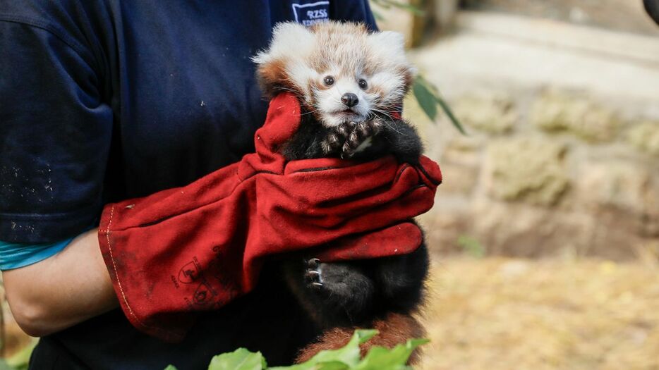 動物園によると生後３か月のロキシーは花火によるストレスで死んだとみられている