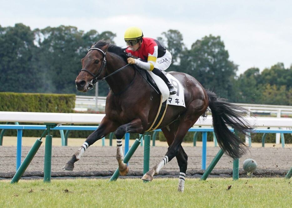 マキシ（撮影・岩川晋也）