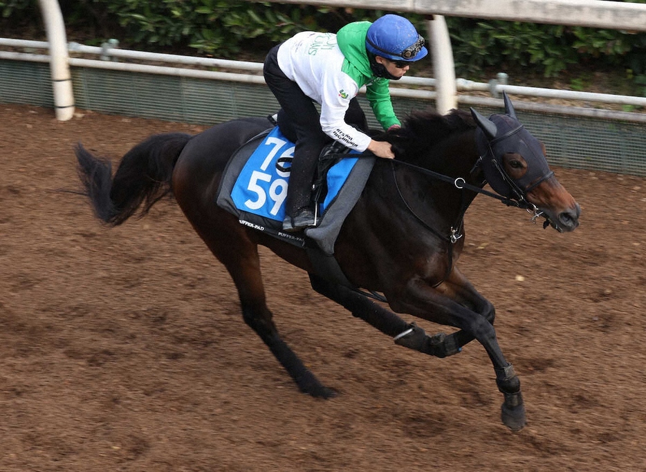 坂路で追い切るフライライクバード（撮影・亀井直樹）