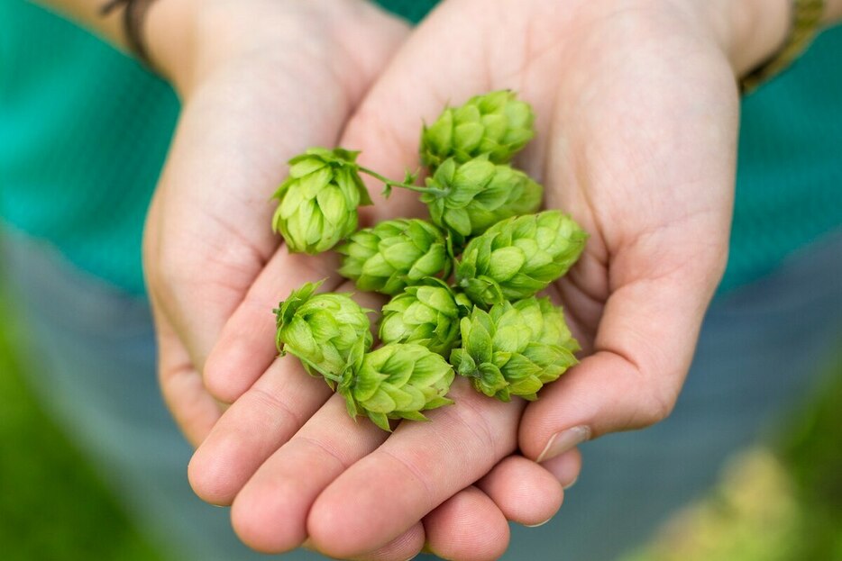 ビールに独特の味と香りを与えるホップ。細胞や動物を対象とした研究では、ホップの成分が健康効果をもたらす可能性が示唆されている。（Photograph by David Levene, eyevine/Redux）