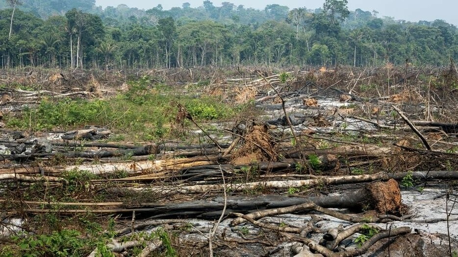 人間による伐採で、地球上の樹種の3分の1以上が絶滅のピンチ