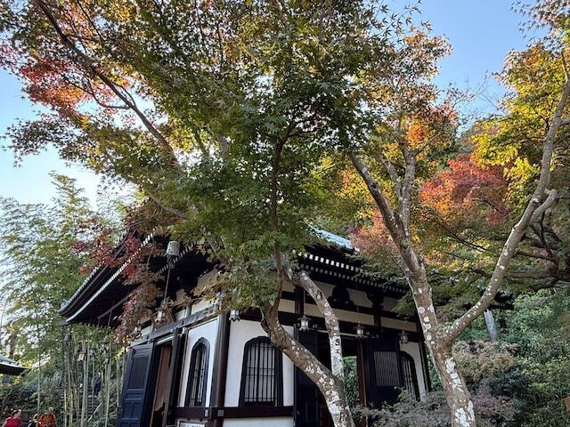 長谷寺の紅葉が色づくのはまだこれから