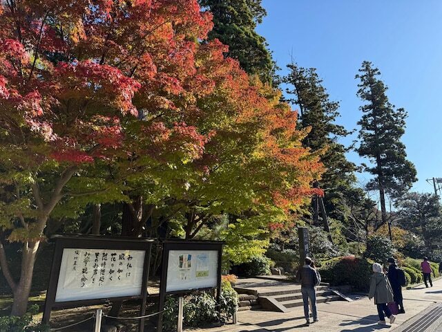 鎌倉の紅葉は、例年11月下旬から12月上旬頃に見頃を迎えるが、今年は長く暑かった夏の影響か、色づくのが非常に遅い印象。11月25日現在、全体的には2～3割の色づきだが、源氏山などでは見頃を迎えつつある。長谷寺では12月8日までライトアップを実施中。