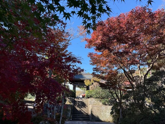 海蔵寺門前の紅葉は比較的色づきが進んでいた