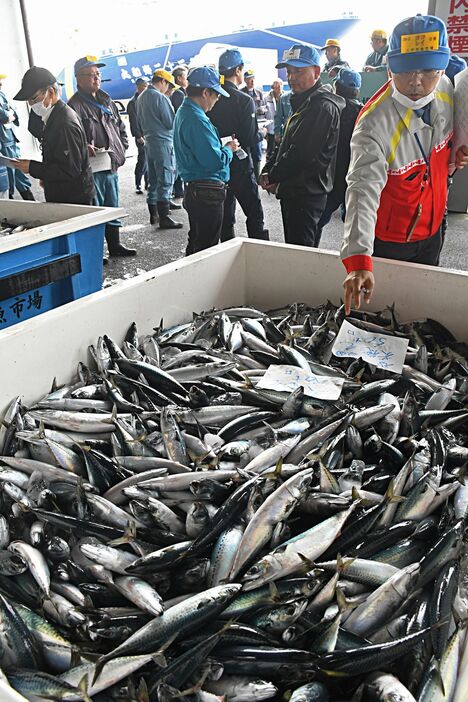 大中型巻き網船が八戸港に水揚げしたサバ＝1日午前11時10分ごろ、同港第1魚市場