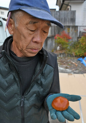 宮古市近内の大工、佐々木道雄さん（７３）は直径６・５センチの巨大なナメコを収穫した