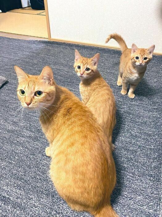 ナビちゃんとクムちゃんがまだ子猫だったころに撮影された1枚