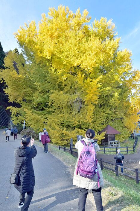 見ごろを迎えた大イチョウの前で記念写真を撮る見物客＝26日午後、深浦町北金ケ沢地区