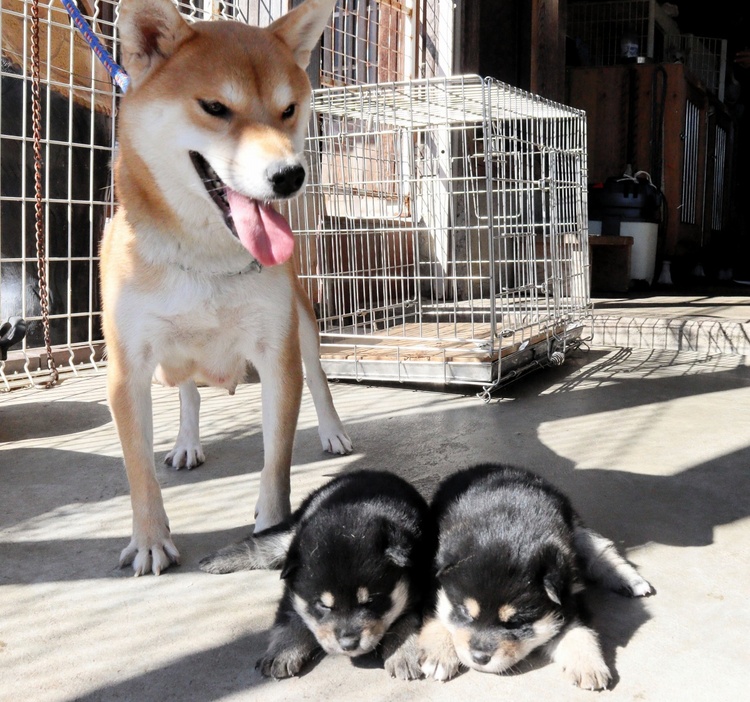 梅ちゃん（奥）と子犬＝11月12日、福井県南越前町