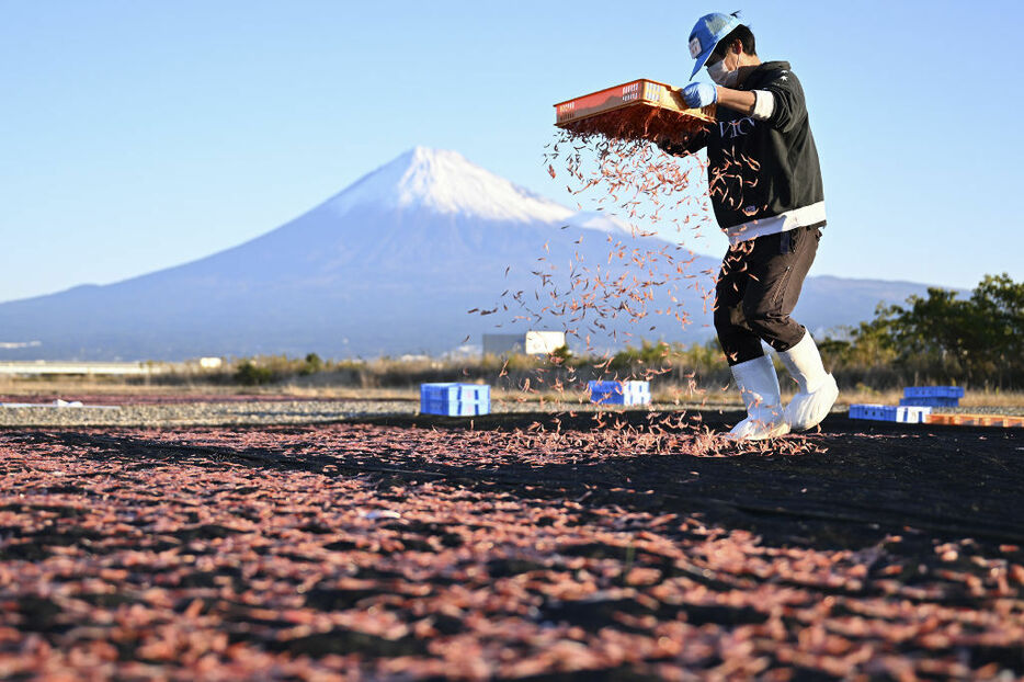 雪化粧した富士山を背に行われるサクラエビの天日干し＝25日午前、静岡市清水区