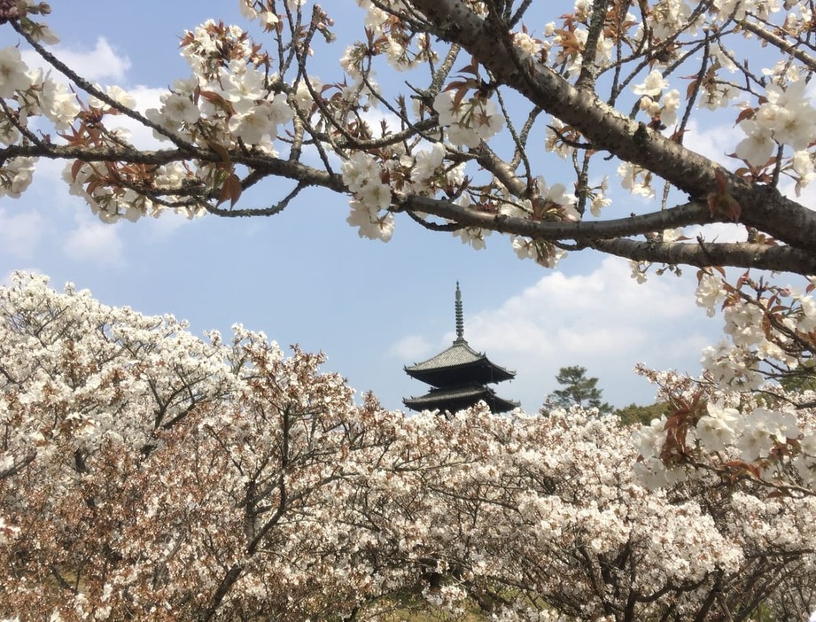 京都の春を彩る仁和寺の御室桜。遅咲きで樹高が低いことが特徴。満開の時期は、眼前に“桜色の雲海”が広がる