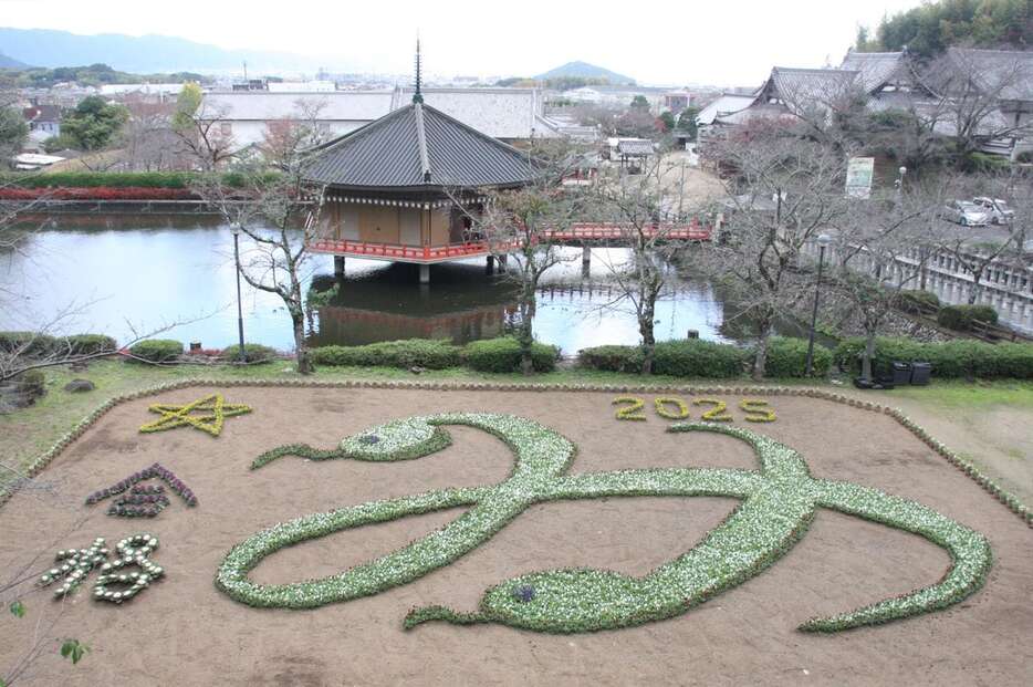 「巳年」にちなんでお目見えしたパンジーの花絵＝奈良県桜井市阿部の安倍文殊院