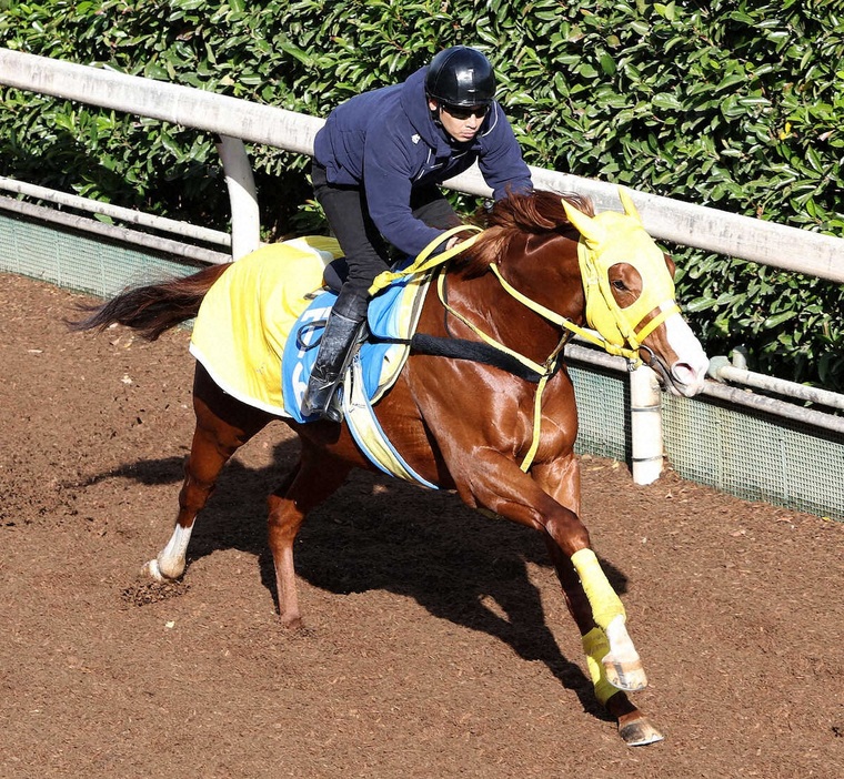 坂路を単走で追い切るボルドグフーシュ