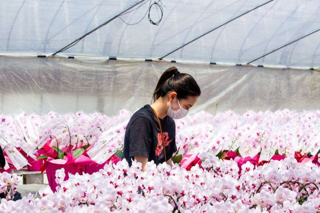 熊本県の洋蘭農「宮川洋蘭」家での、花の梱包作業＝おてつたび提供