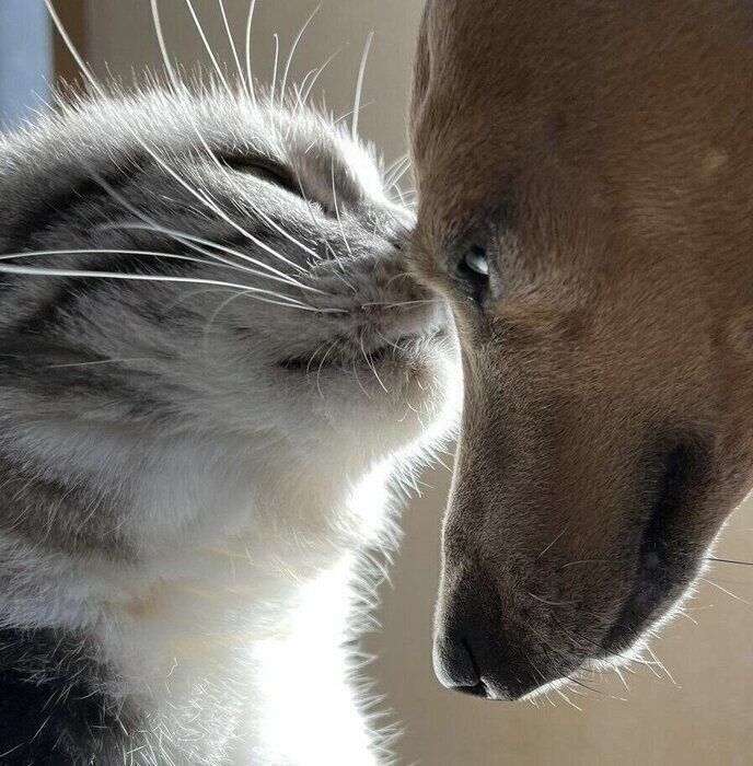 犬の新吉ちゃんのおでこに顔を寄せる猫の玉三郎ちゃん