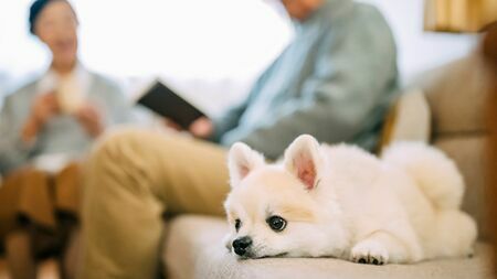 最後までペットの命に責任をもつためにどんな準備が必要なのでしょうか（写真：Fast&Slow／PIXTA）