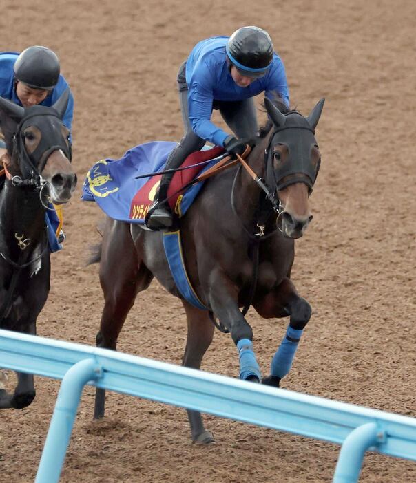 シンティレーション＝美浦トレセン（撮影・塩浦孝明）