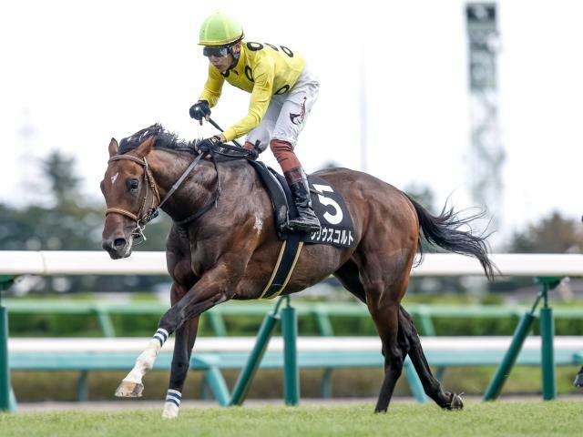 福島記念に出走予定のシリウスコルト(撮影：下野雄規)