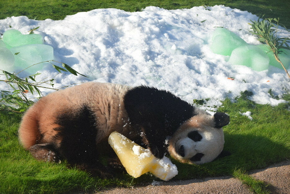 ４歳の誕生日を迎え、「４」の形の氷を抱きしめるジャイアントパンダの楓浜＝和歌山県白浜町のアドベンチャーワールドで、大澤孝二撮影